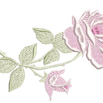 Rosa R35